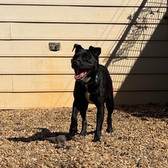Enlarge Nova, a Adoptable Pit Bull Terrier in Charlottesville, VA image 4/6