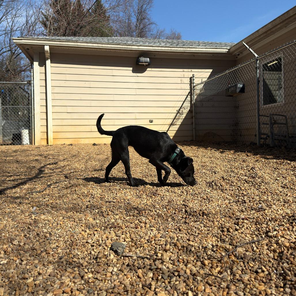 Enlarge Nova, a Adoptable Pit Bull Terrier in Charlottesville, VA image 5/6