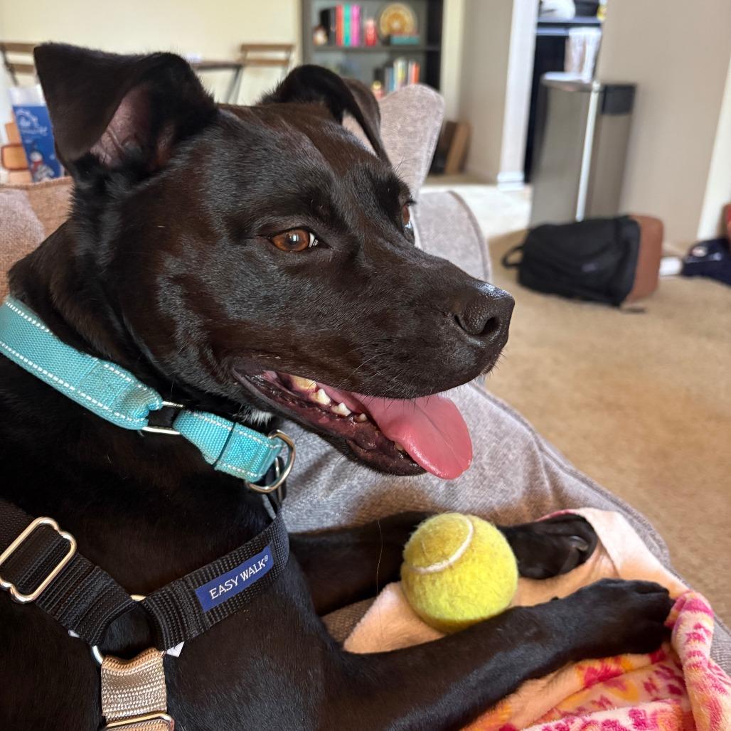 Enlarge Nova, a Adoptable Pit Bull Terrier in Charlottesville, VA image 6/6