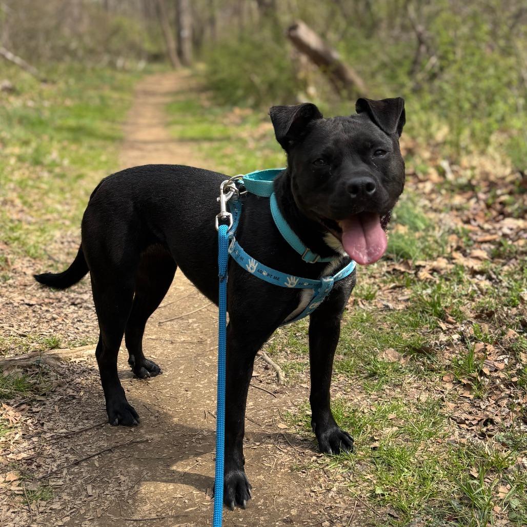 Nova, a Adoptable American Staffordshire Terrier in Charlottesville, VA image 4/6