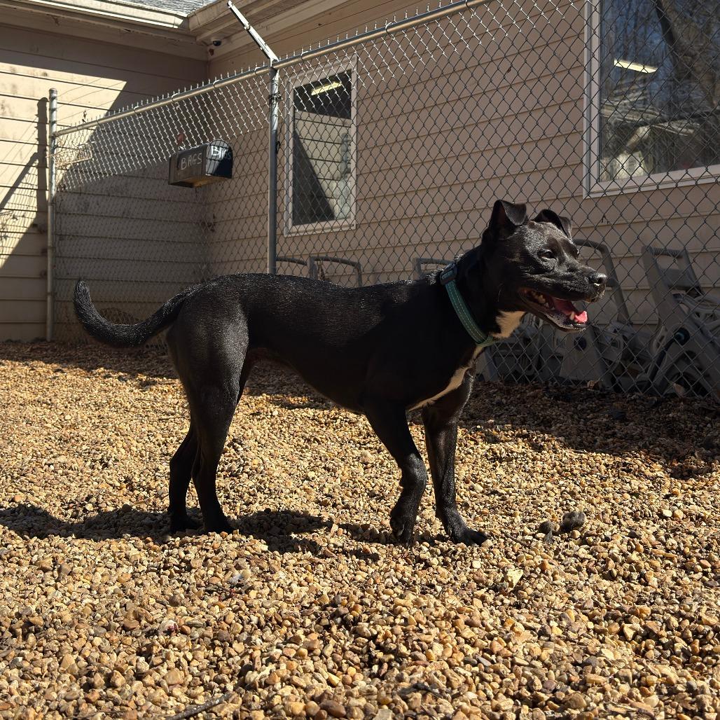 Nova, a Adoptable American Staffordshire Terrier in Charlottesville, VA image 5/6