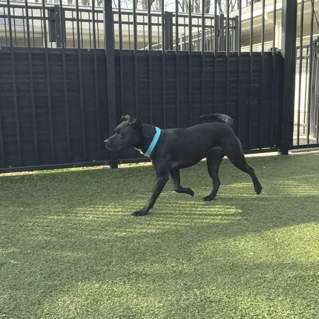 Nova, a Adoptable American Staffordshire Terrier in Charlottesville, VA image 6/6