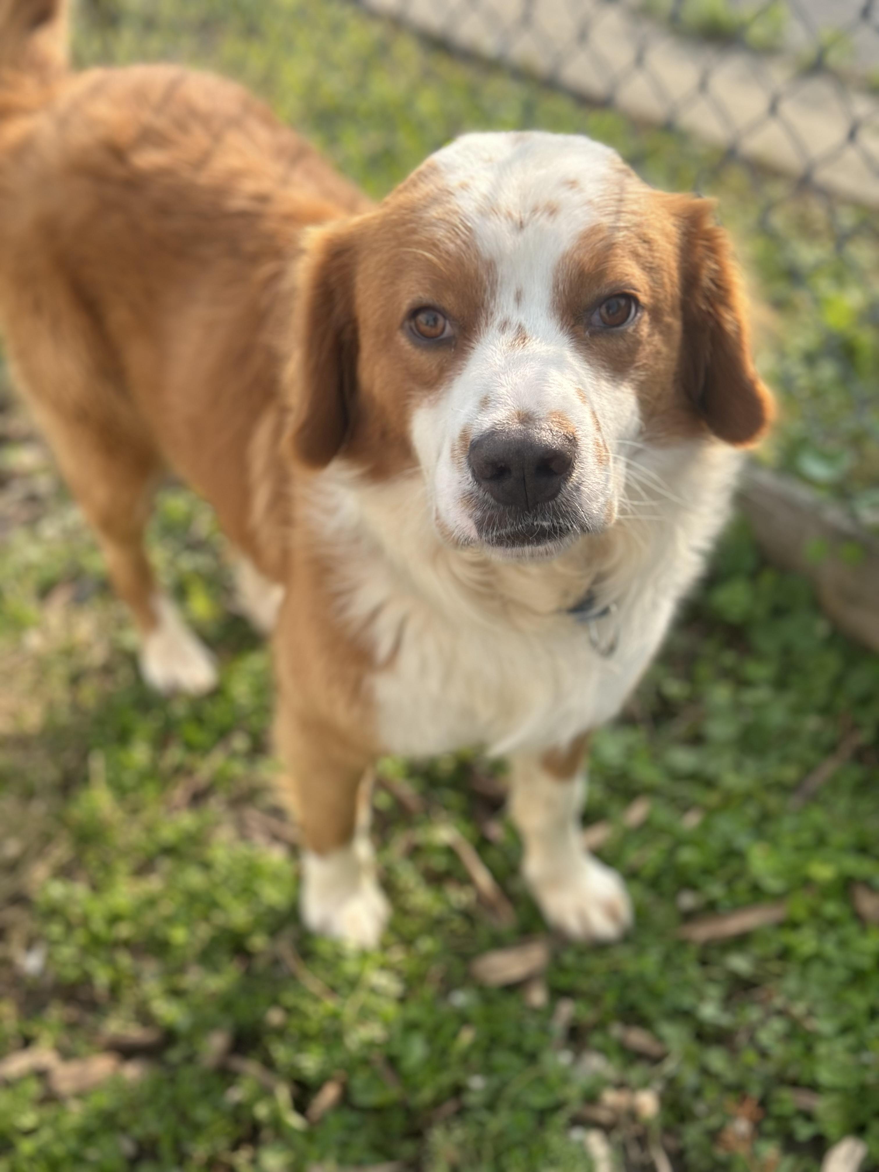 Christopher, an adoptable Retriever, Spaniel in Ellicott City, MD, 21042 | Photo Image 1