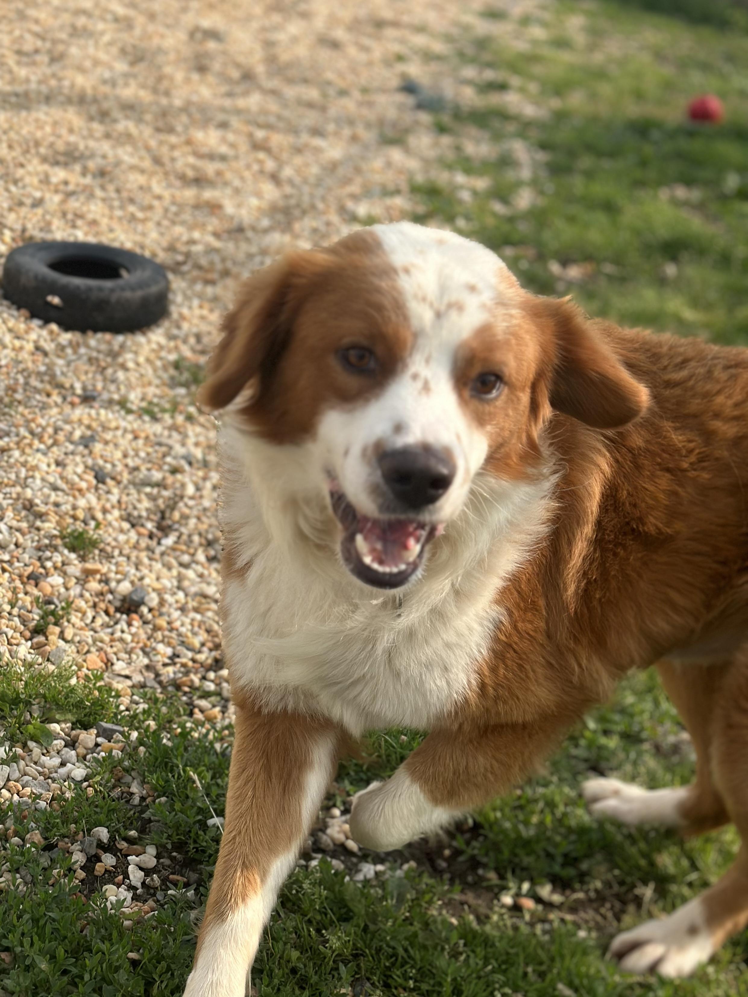 Christopher, an adoptable Retriever, Spaniel in Ellicott City, MD, 21042 | Photo Image 3