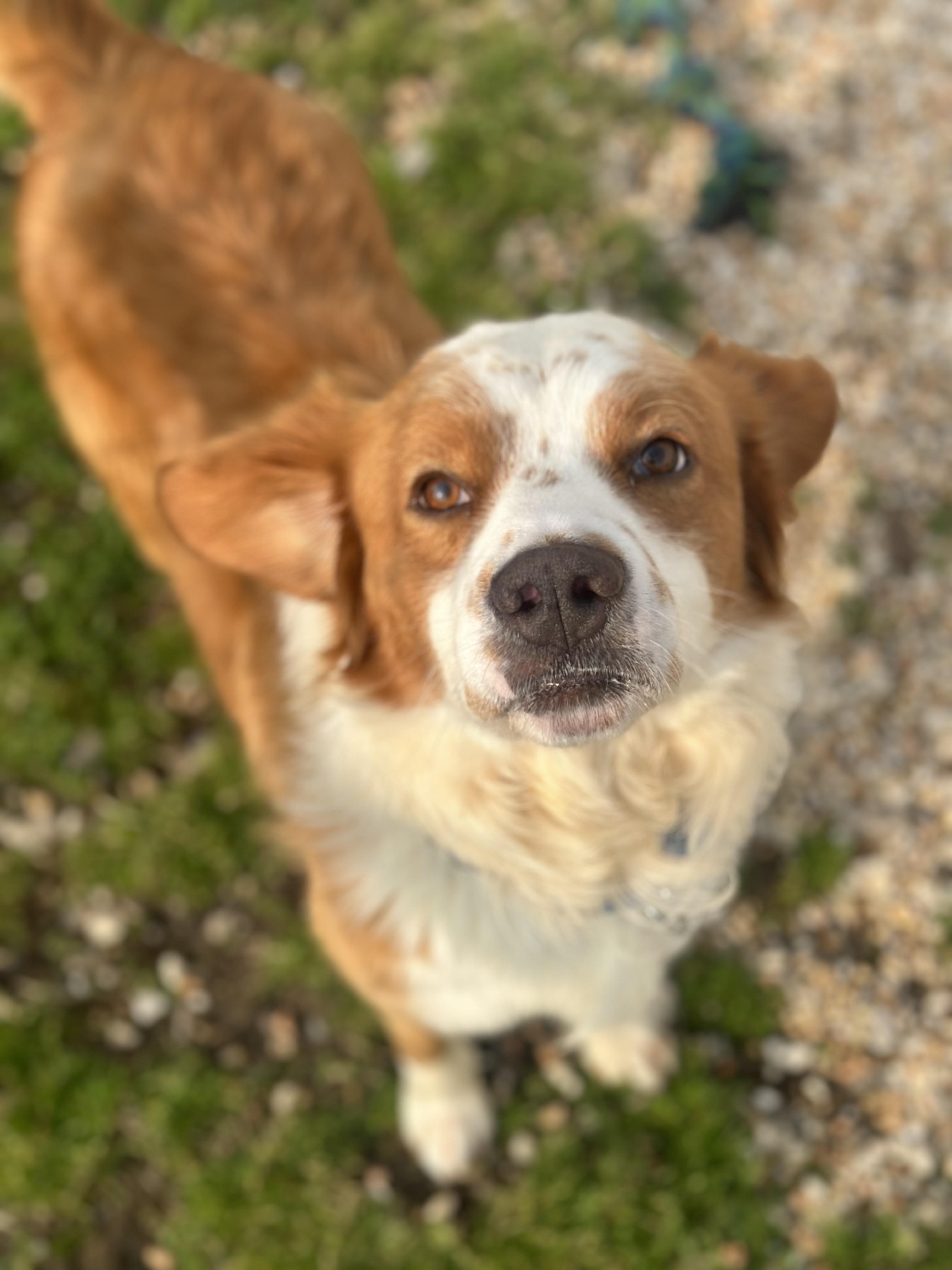 Christopher, an adoptable Retriever, Spaniel in Ellicott City, MD, 21042 | Photo Image 2