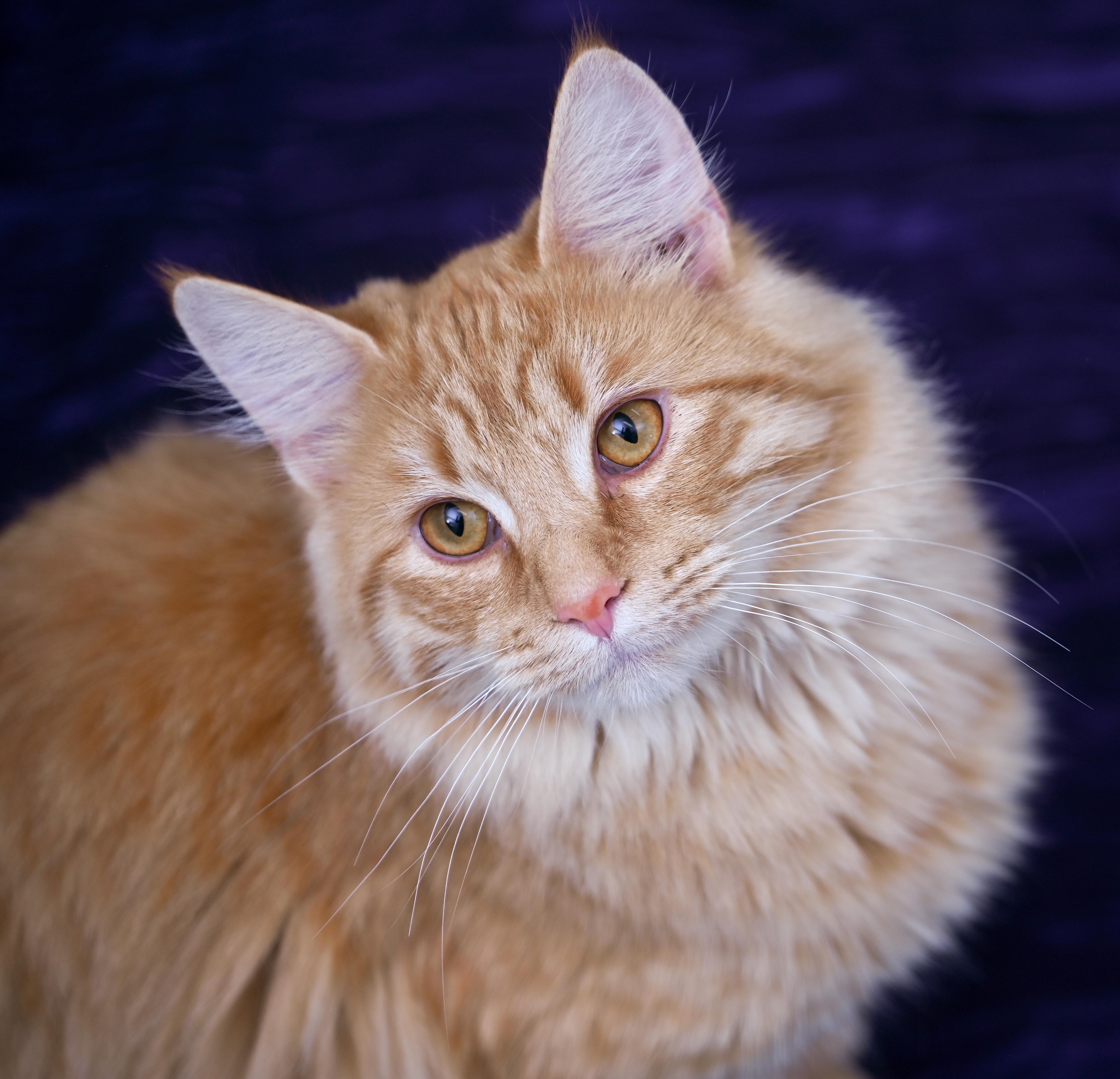 Enlarge Lemon, an adopted mixed breed in Chattanooga, TN image 4/6