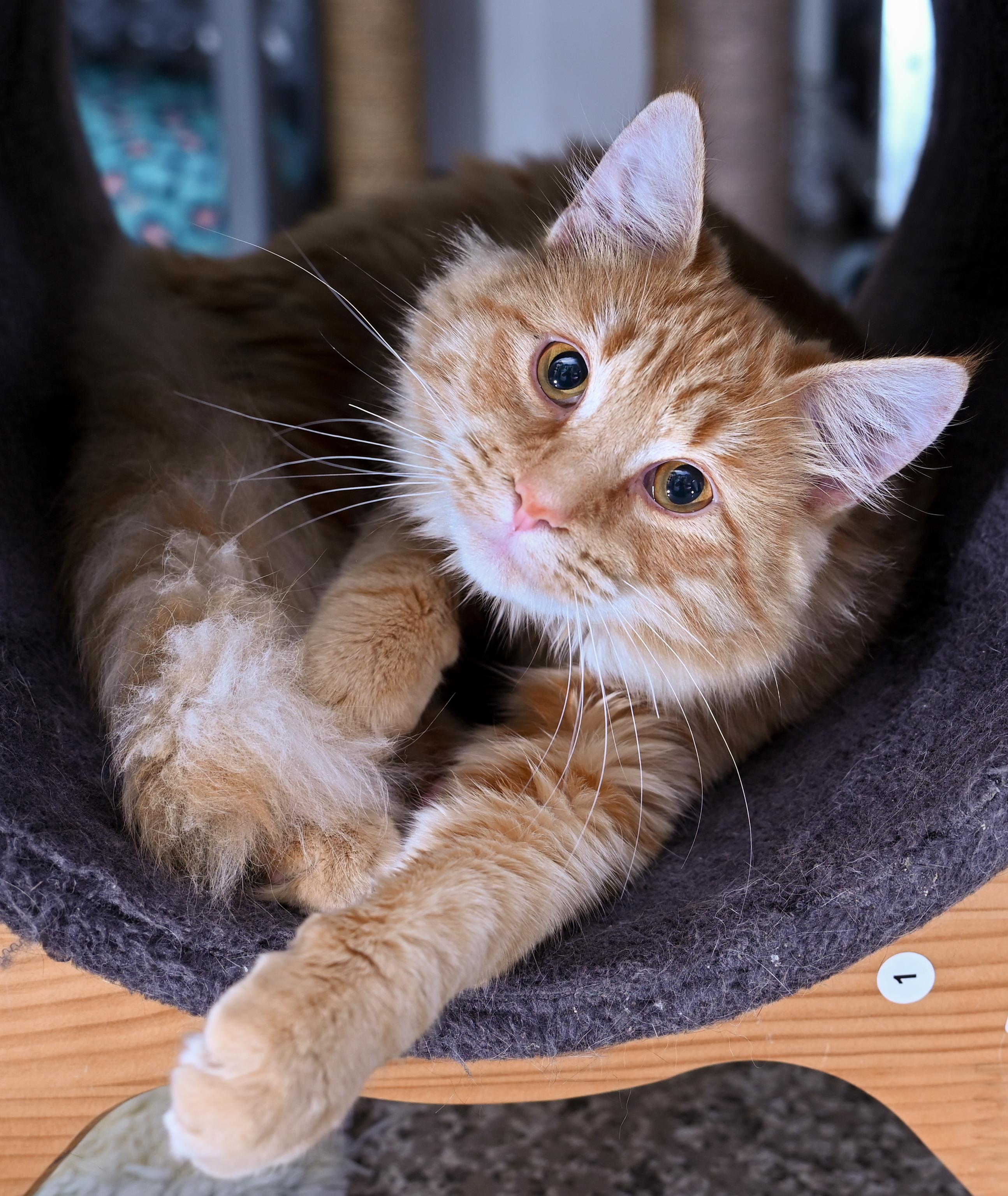 Enlarge Lemon, an adopted mixed breed in Chattanooga, TN image 2/6