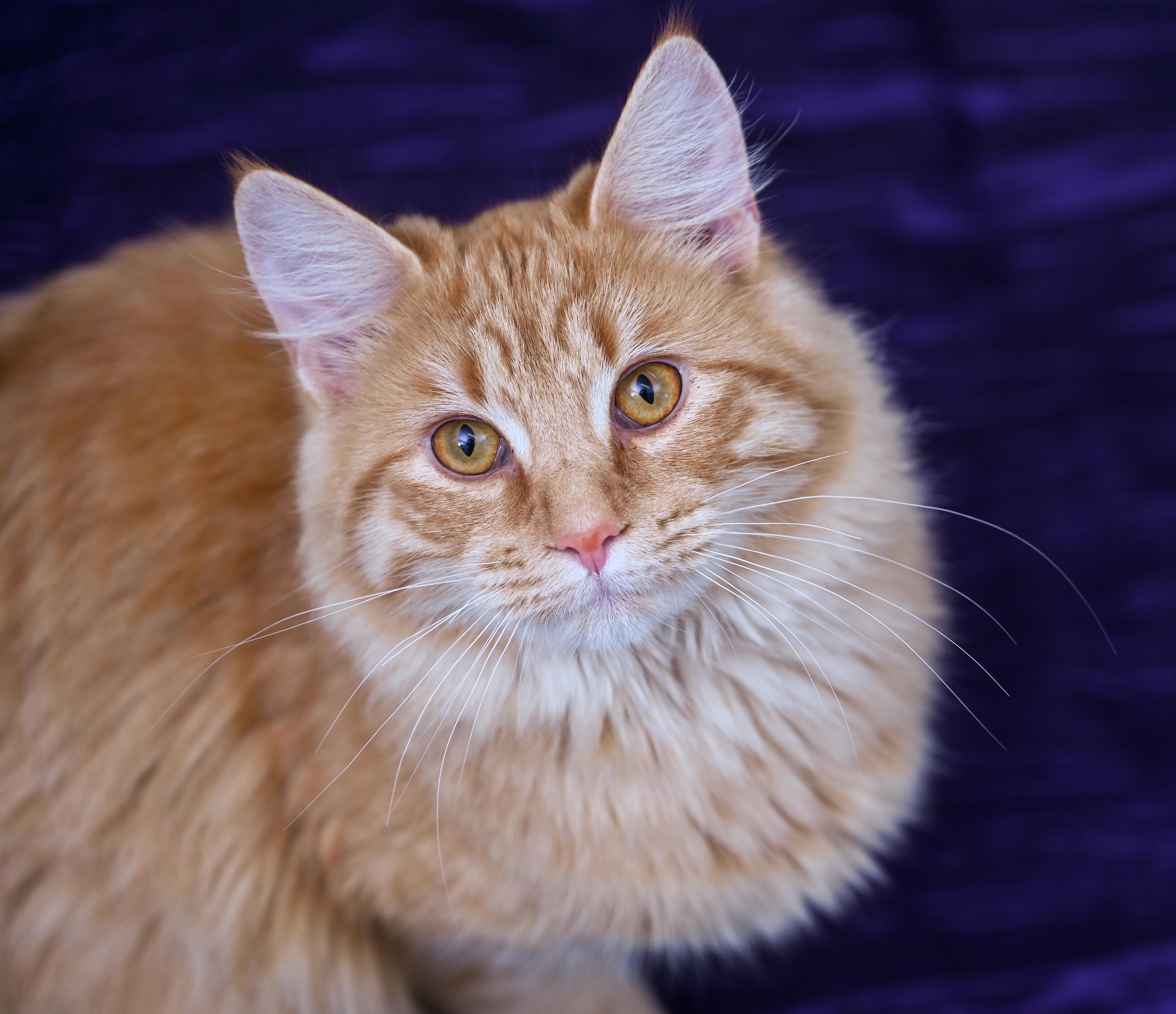 Lemon, adopted, Adult Male Domestic Long Hair & Tabby.