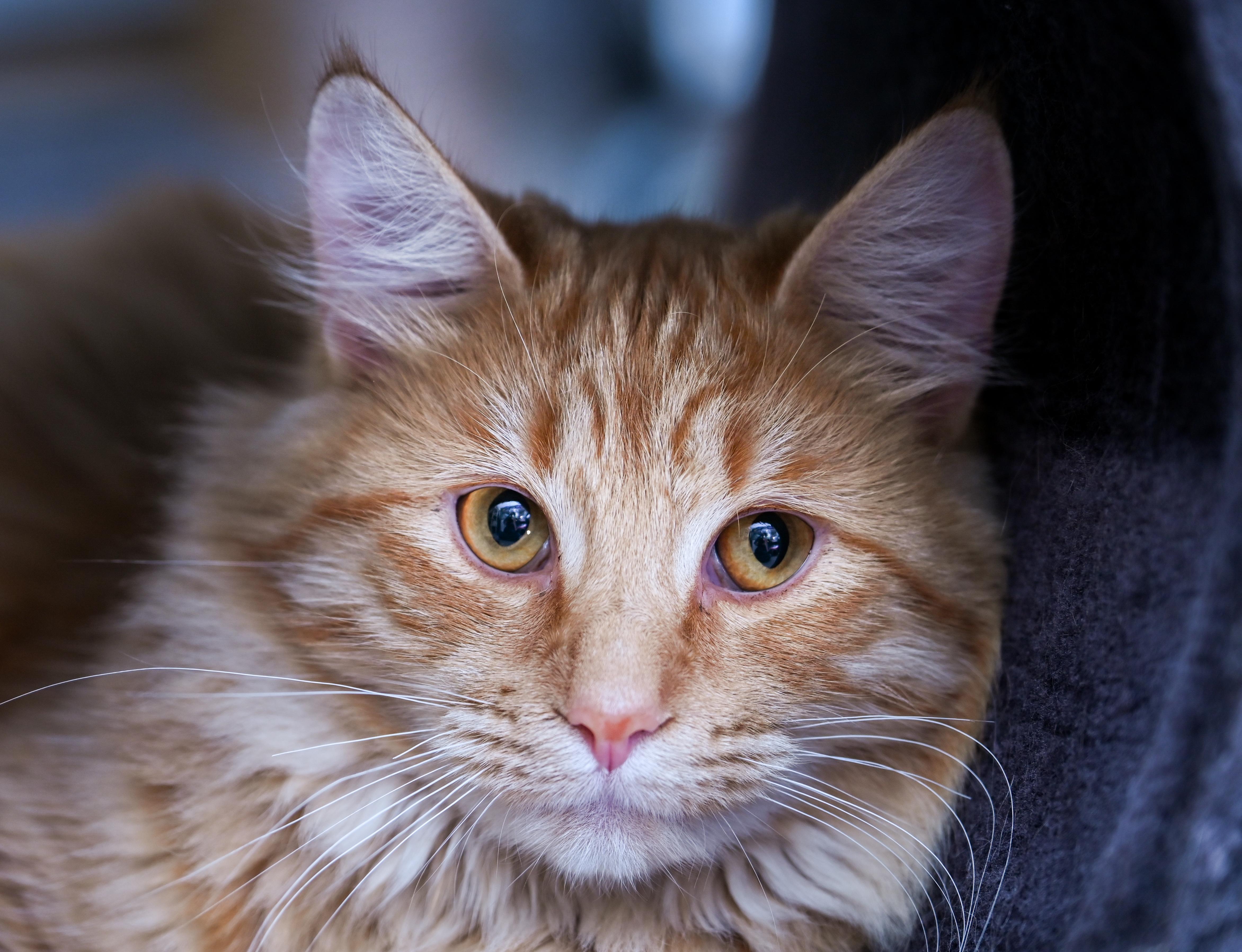 Enlarge Lemon, an adopted mixed breed in Chattanooga, TN image 5/6