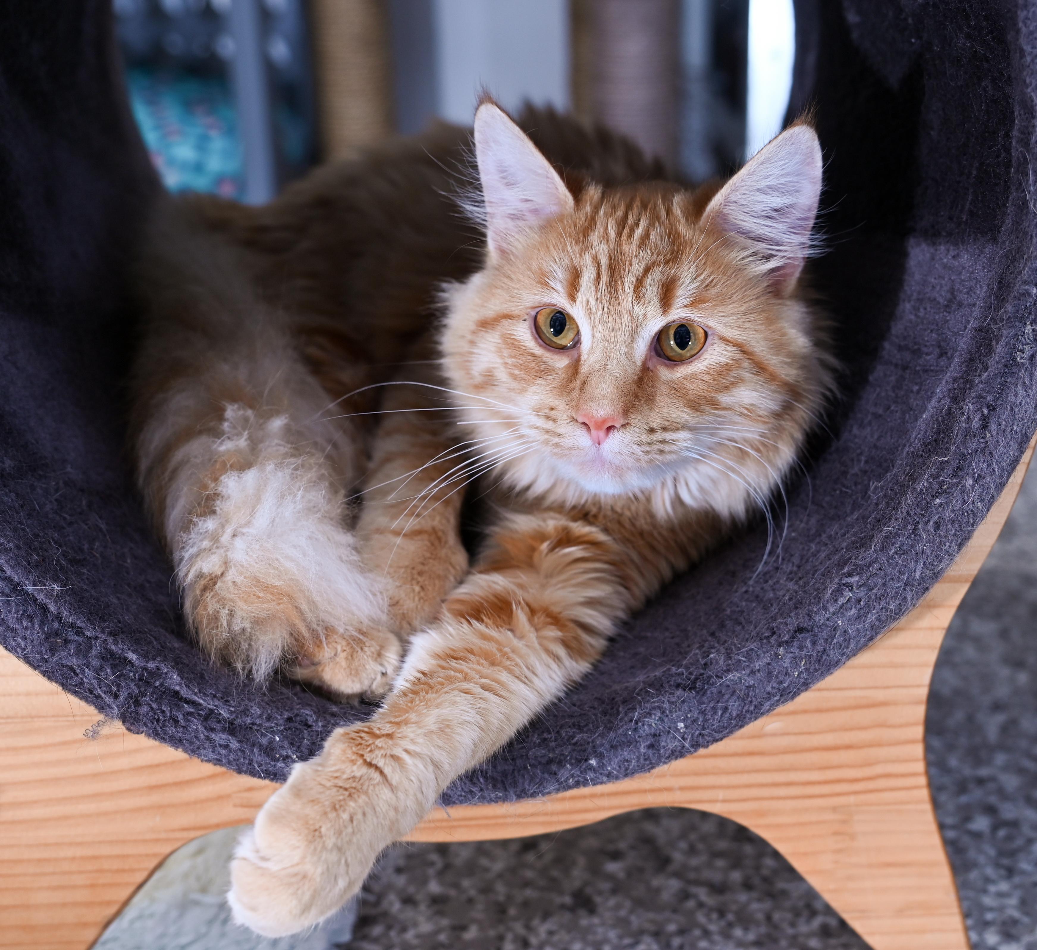 Enlarge Lemon, an adopted mixed breed in Chattanooga, TN image 6/6