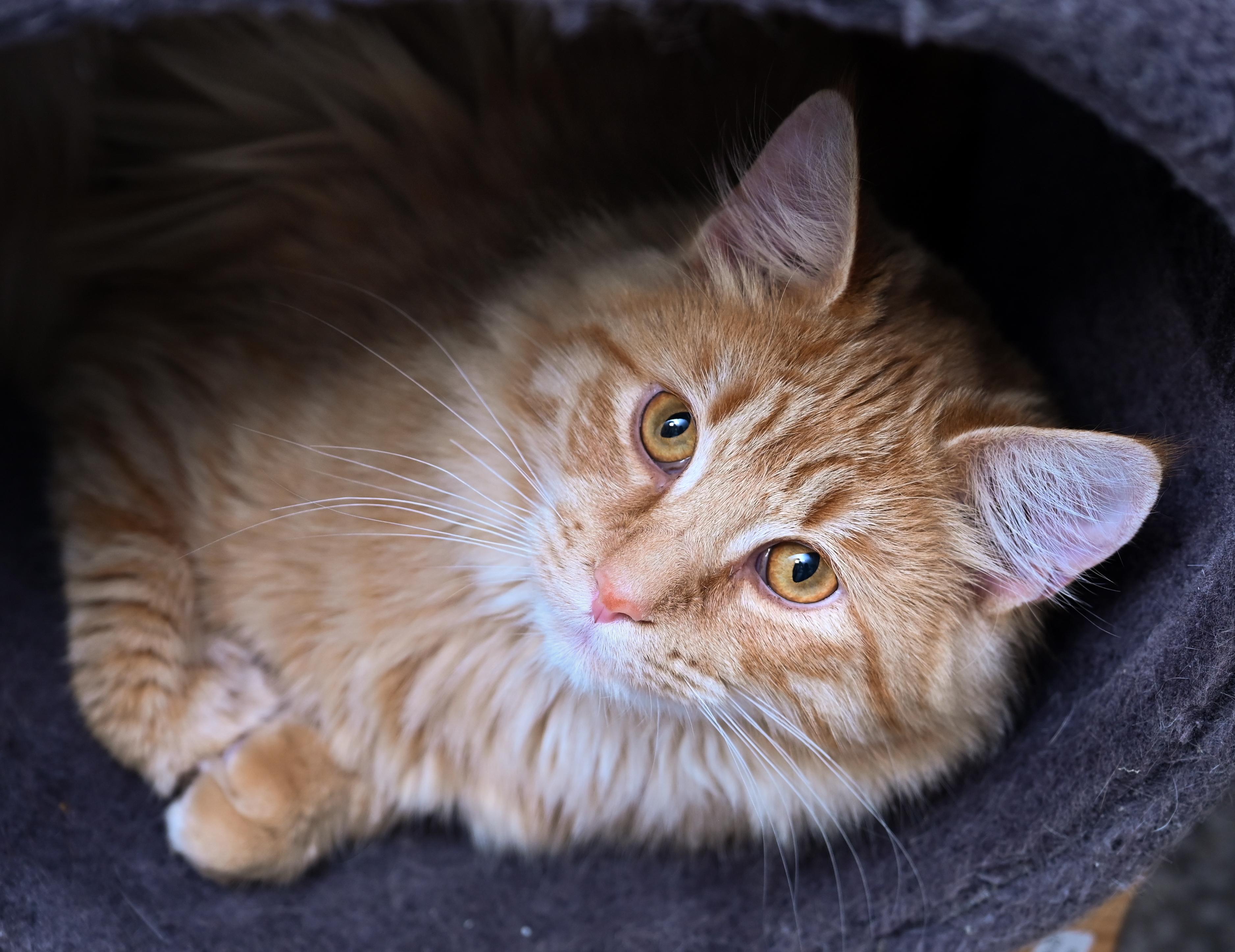 Enlarge Lemon, an adopted mixed breed in Chattanooga, TN image 3/6