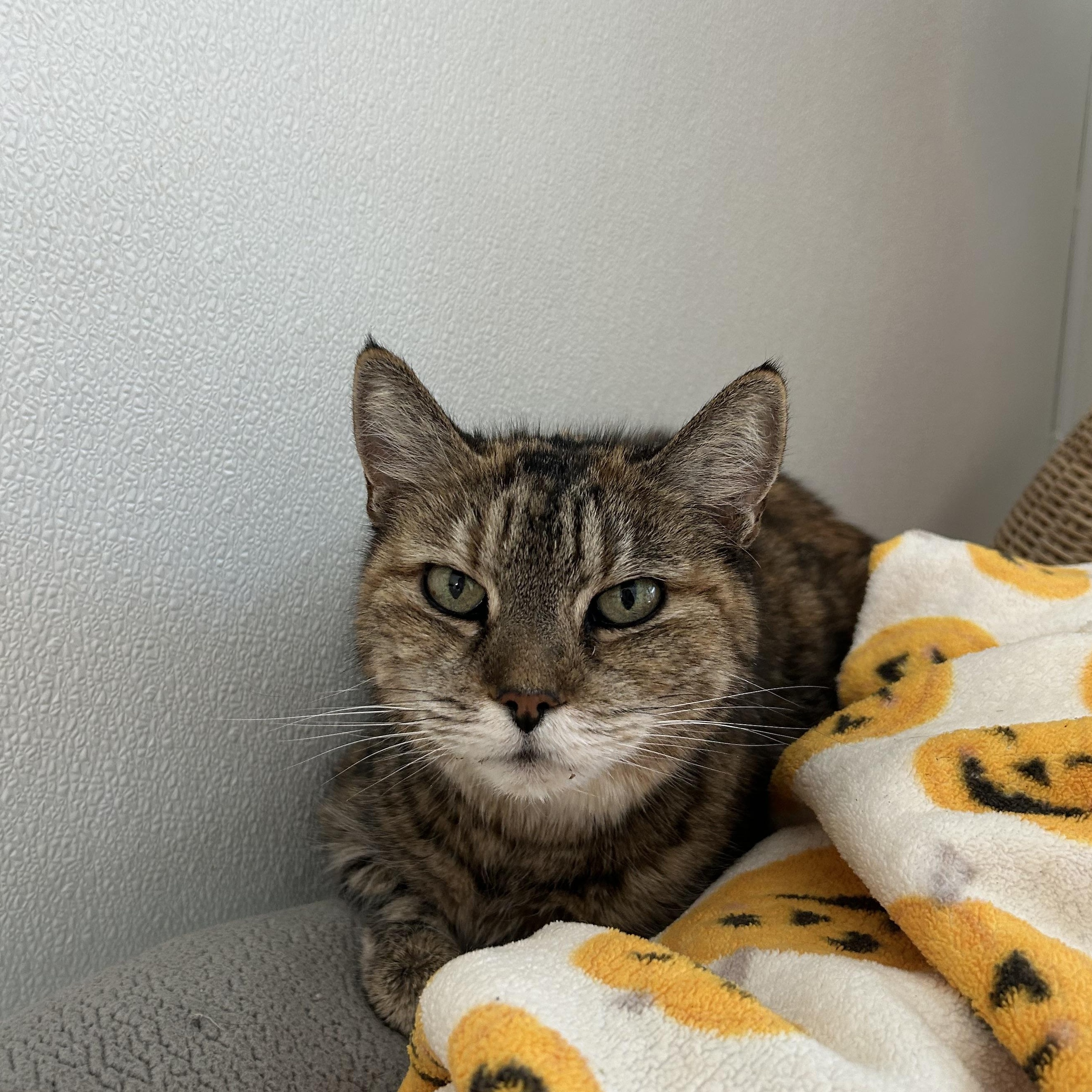 Enlarge Mamacita, a Adoptable Domestic Short Hair in El Cajon, CA image 1/2