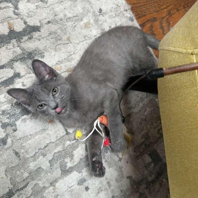 Enlarge Waffles (bonded with Pickles), a Adoptable Domestic Short Hair in Lawrenceville, GA image 4/6