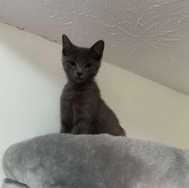 Enlarge Waffles (bonded with Pickles), a Adoptable Domestic Short Hair in Lawrenceville, GA image 5/6