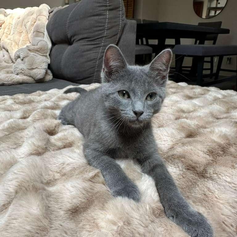 Enlarge Waffles (bonded with Pickles), a Adoptable Domestic Short Hair in Lawrenceville, GA image 1/6