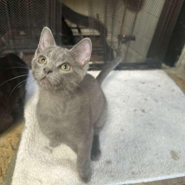 Enlarge Waffles (bonded with Pickles), a Adoptable Domestic Short Hair in Lawrenceville, GA image 2/6