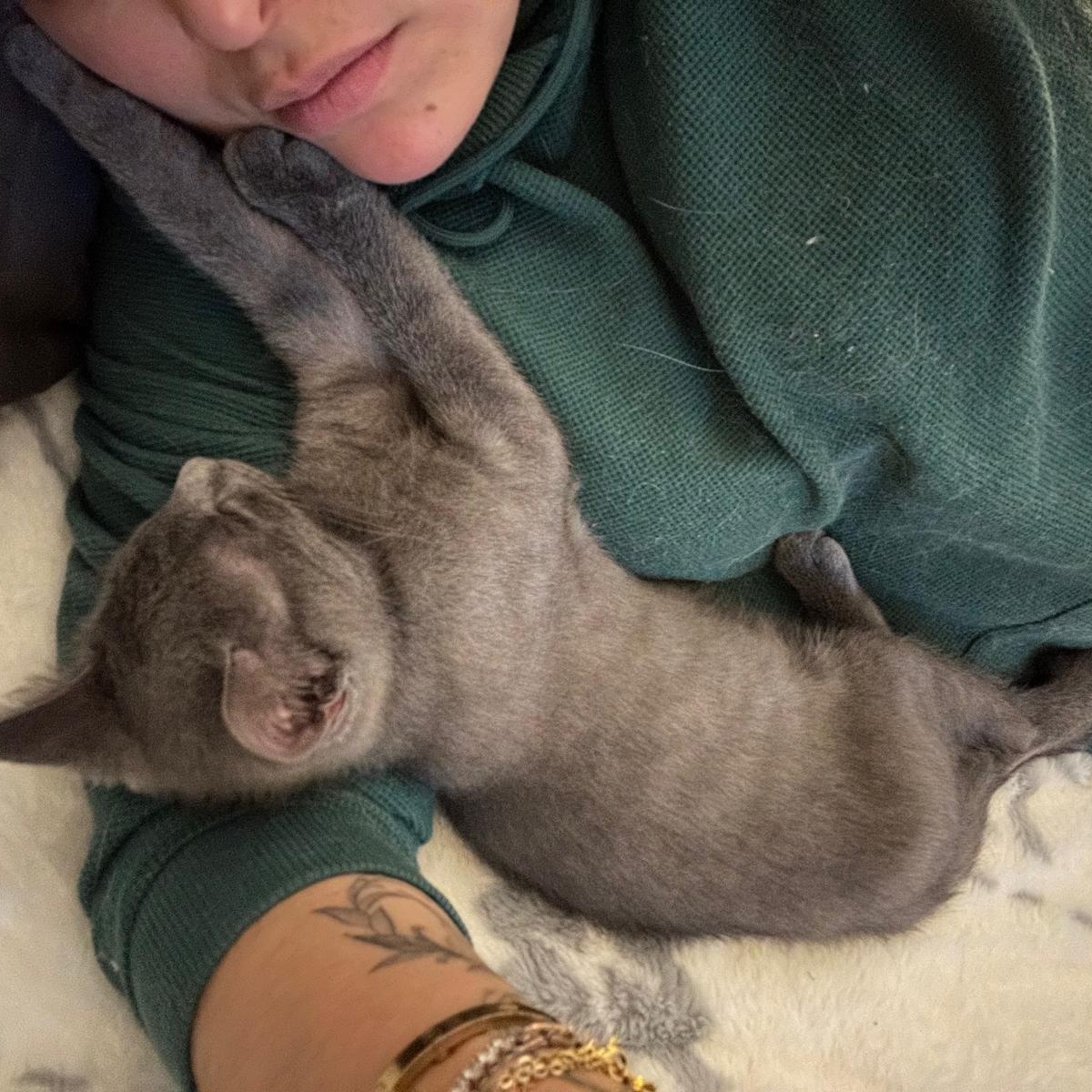 Enlarge Waffles (bonded with Pickles), a Adoptable Domestic Short Hair in Lawrenceville, GA image 6/6