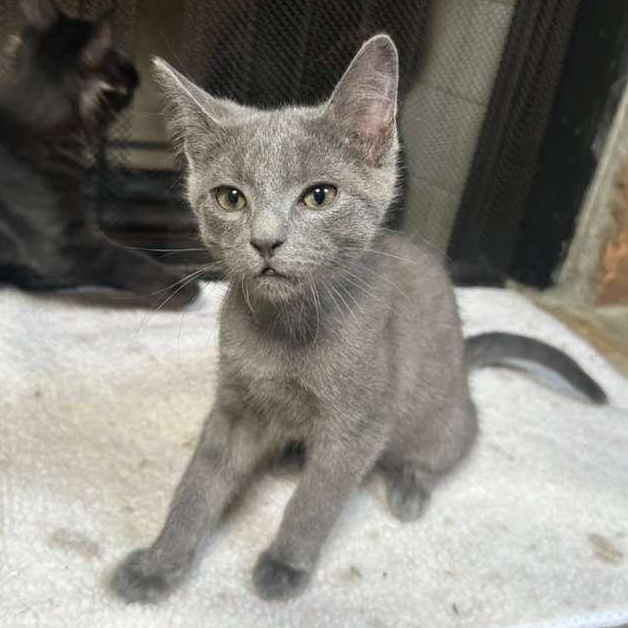 Enlarge Waffles (bonded with Pickles), a Adoptable Domestic Short Hair in Lawrenceville, GA image 3/6