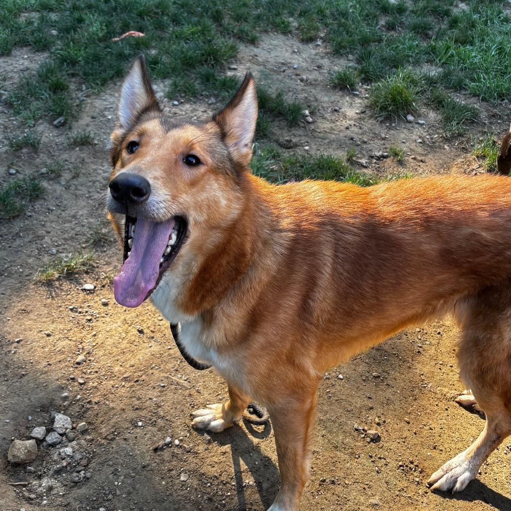 Hazel, Adoptable, Adult Female Border Collie & Shepherd.