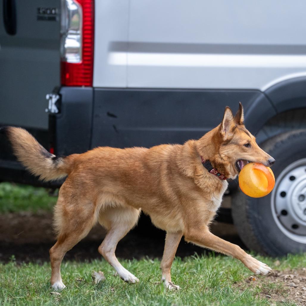 Enlarge Hazel, a Adoptable mixed breed in Pawling, NY image 2/6