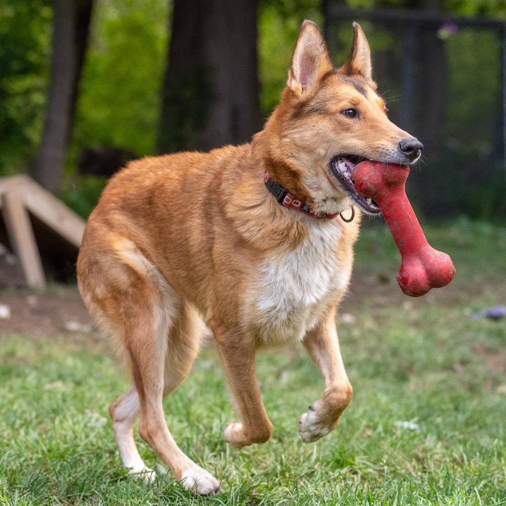 Enlarge Hazel, a Adoptable mixed breed in Pawling, NY image 3/6
