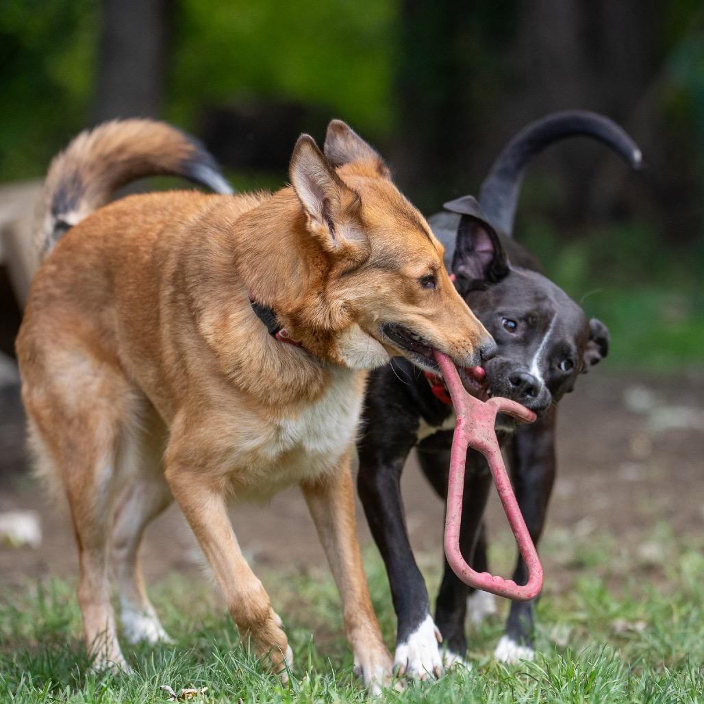 Enlarge Hazel, a Adoptable mixed breed in Pawling, NY image 4/6