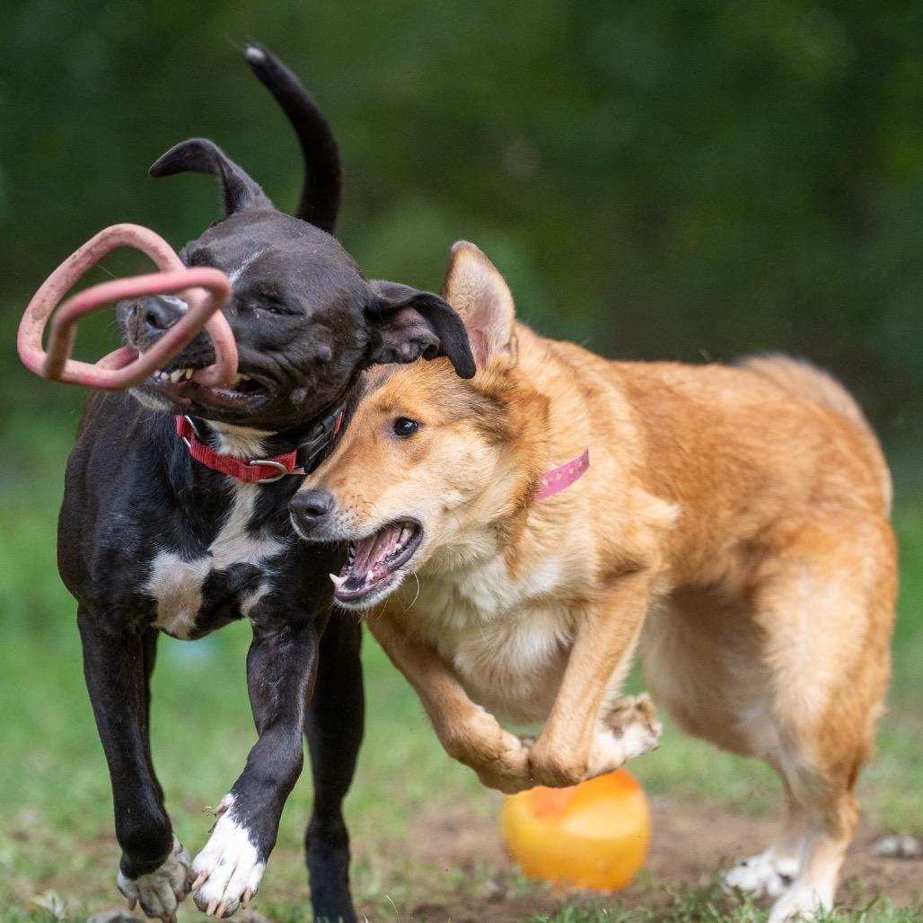 Enlarge Hazel, a Adoptable mixed breed in Pawling, NY image 5/6