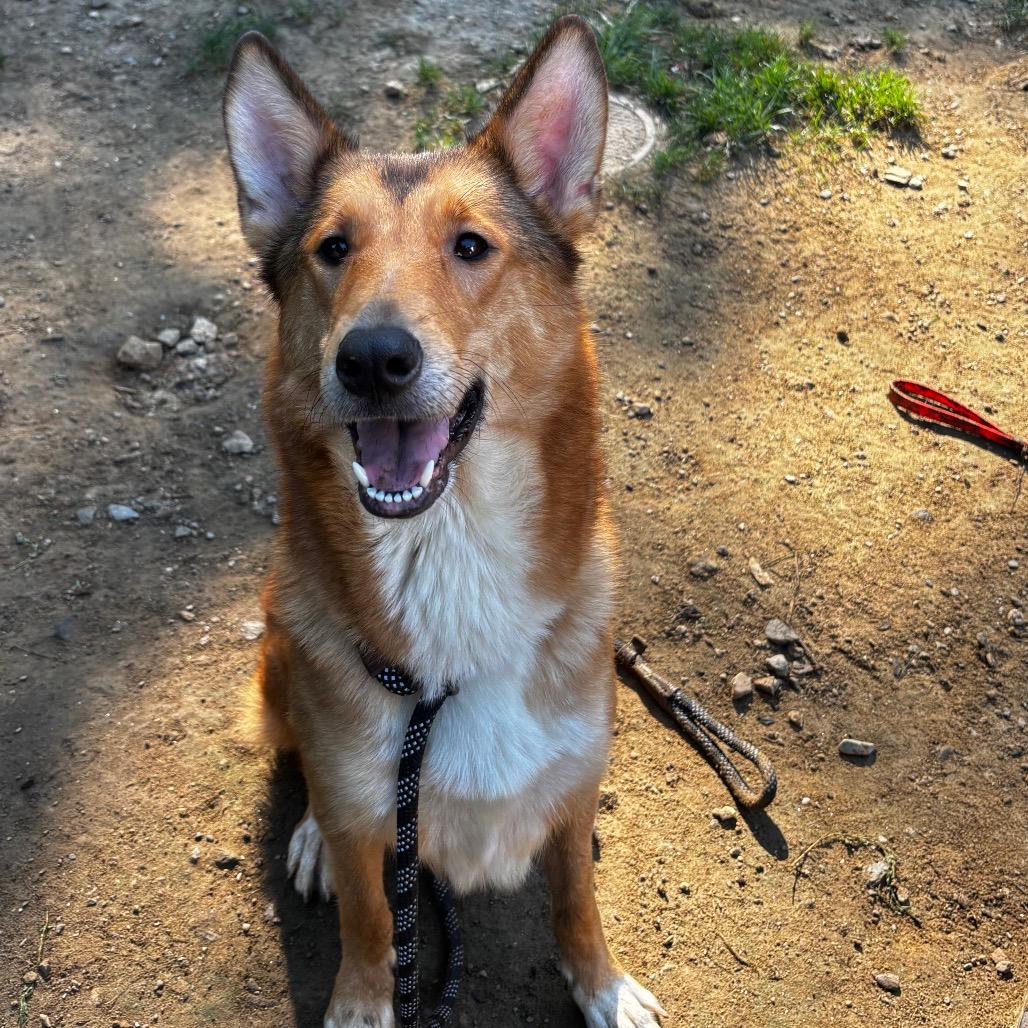 Enlarge Hazel, a Adoptable mixed breed in Pawling, NY image 6/6