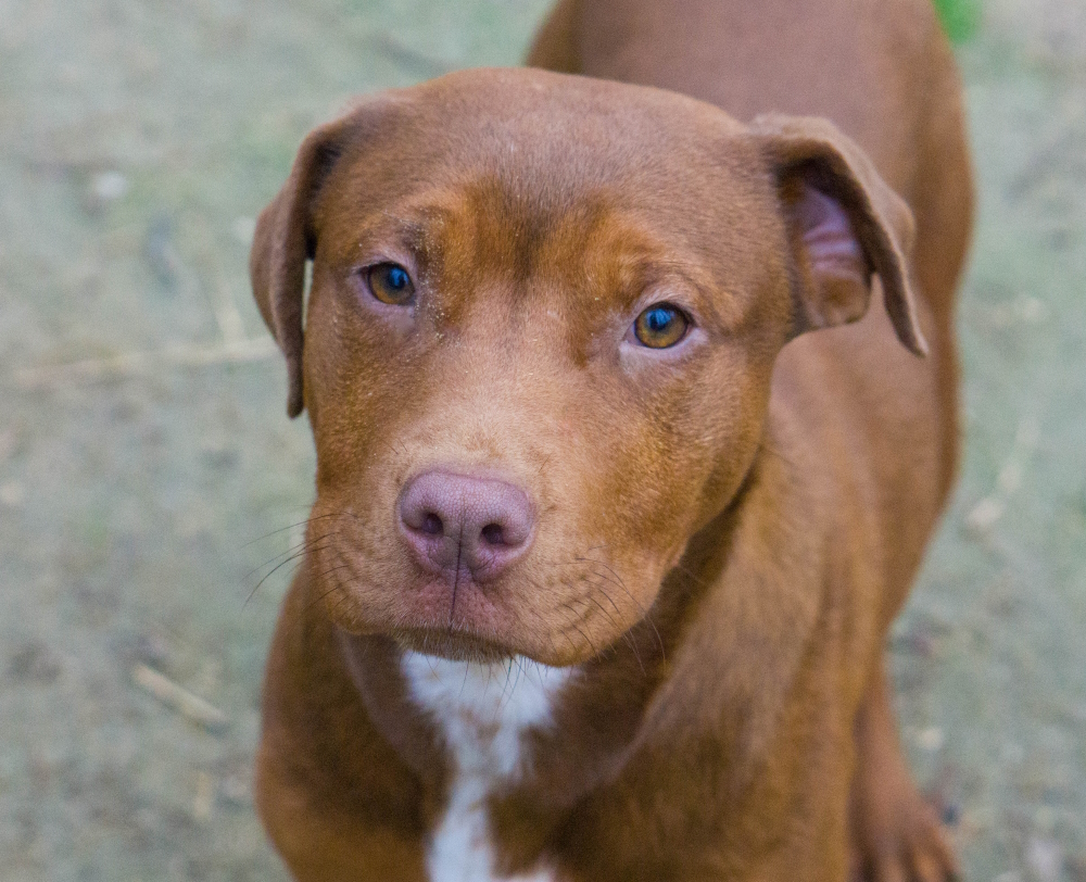 Copper, Adopted, Young Male Terrier.