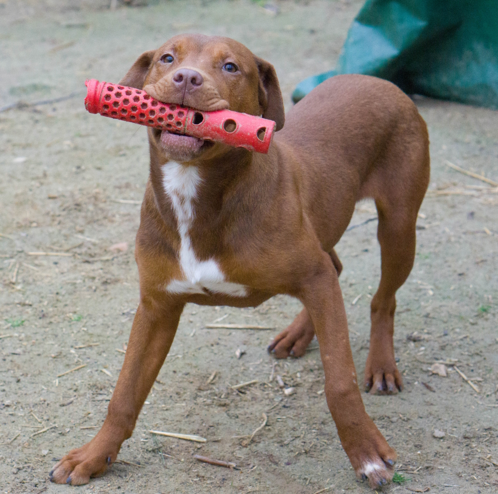 Copper, a Adopted mixed breed in Reidsville, NC image 2/12