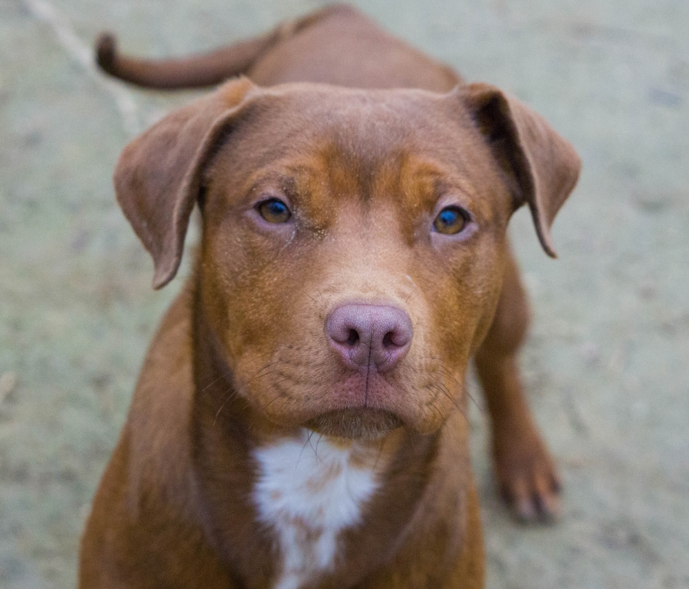 Copper, a Adopted mixed breed in Reidsville, NC image 3/12