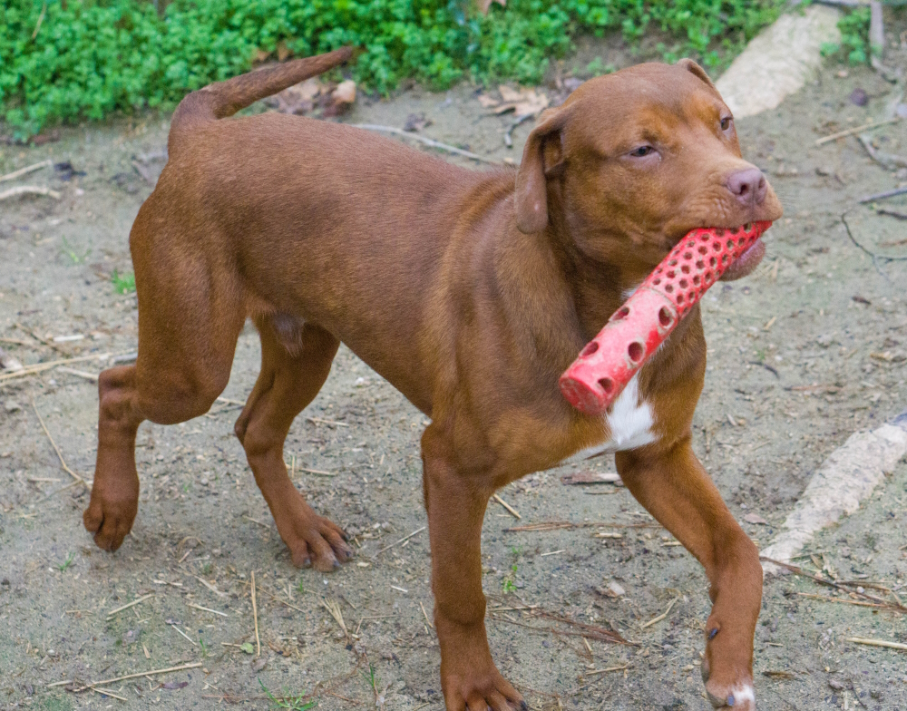 Copper, a Adopted mixed breed in Reidsville, NC image 4/12