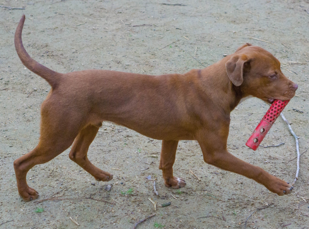 Copper, a Adopted mixed breed in Reidsville, NC image 5/12