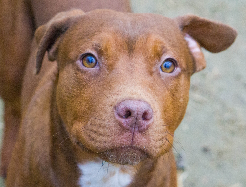 Copper, a Adopted mixed breed in Reidsville, NC image 6/12