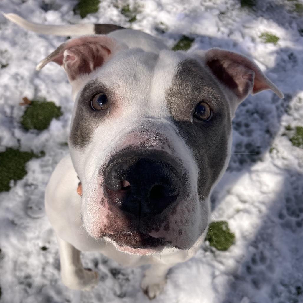 Enlarge Icy, a Adoptable Pit Bull Terrier in Providence, RI image 1/6