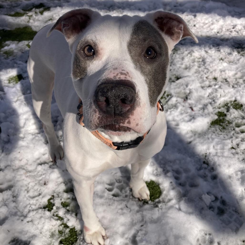 Enlarge Icy, a Adoptable Pit Bull Terrier in Providence, RI image 2/6