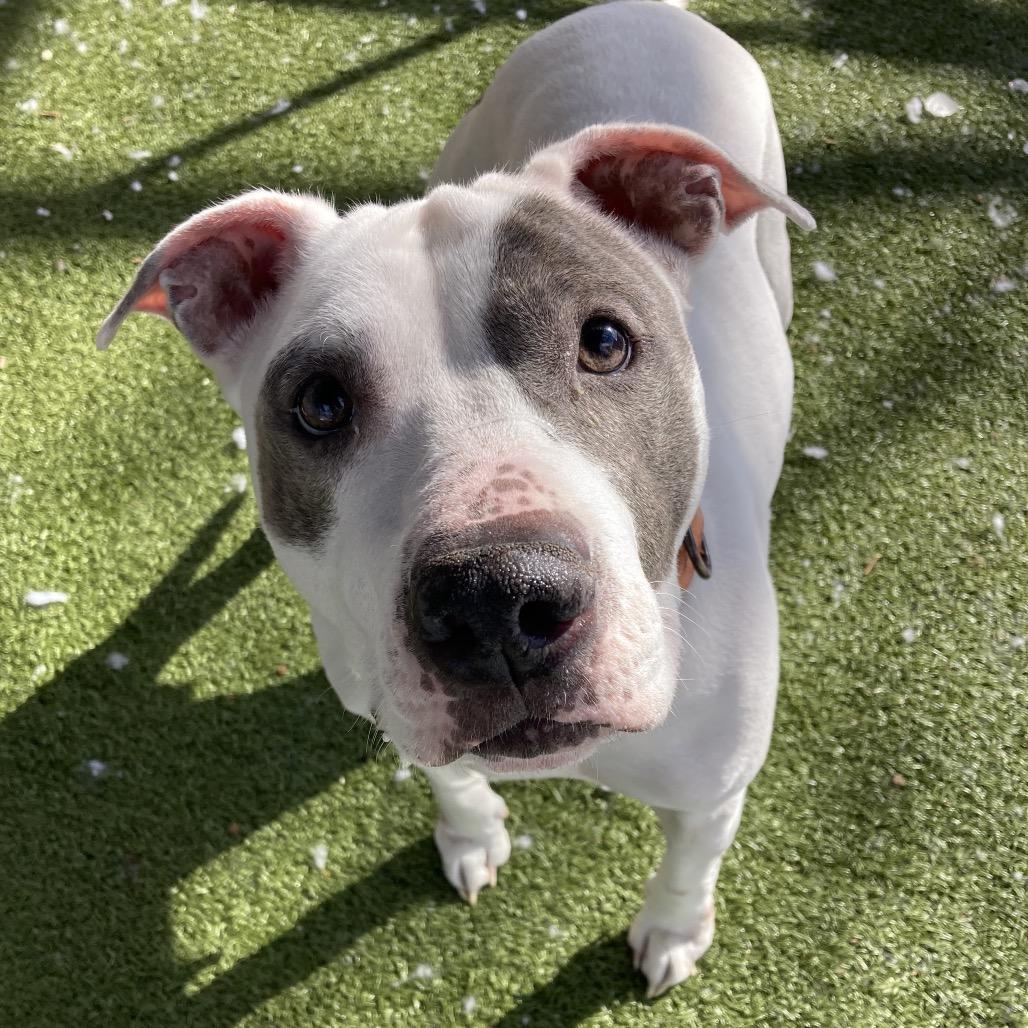 Enlarge Icy, a Adoptable Pit Bull Terrier in Providence, RI image 3/6