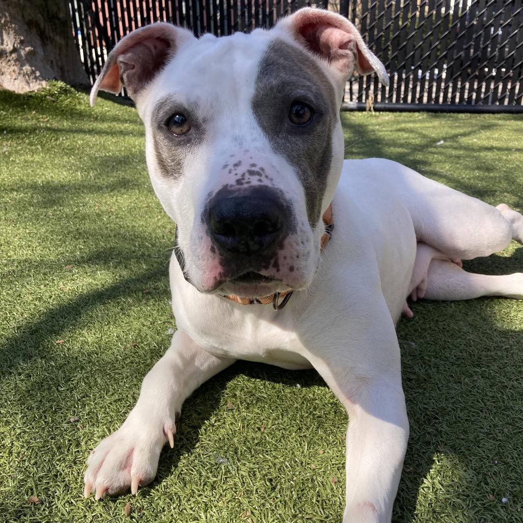 Enlarge Icy, a Adoptable Pit Bull Terrier in Providence, RI image 4/6