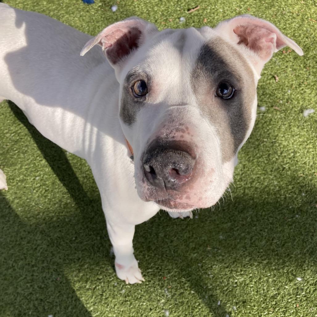 Enlarge Icy, a Adoptable Pit Bull Terrier in Providence, RI image 5/6