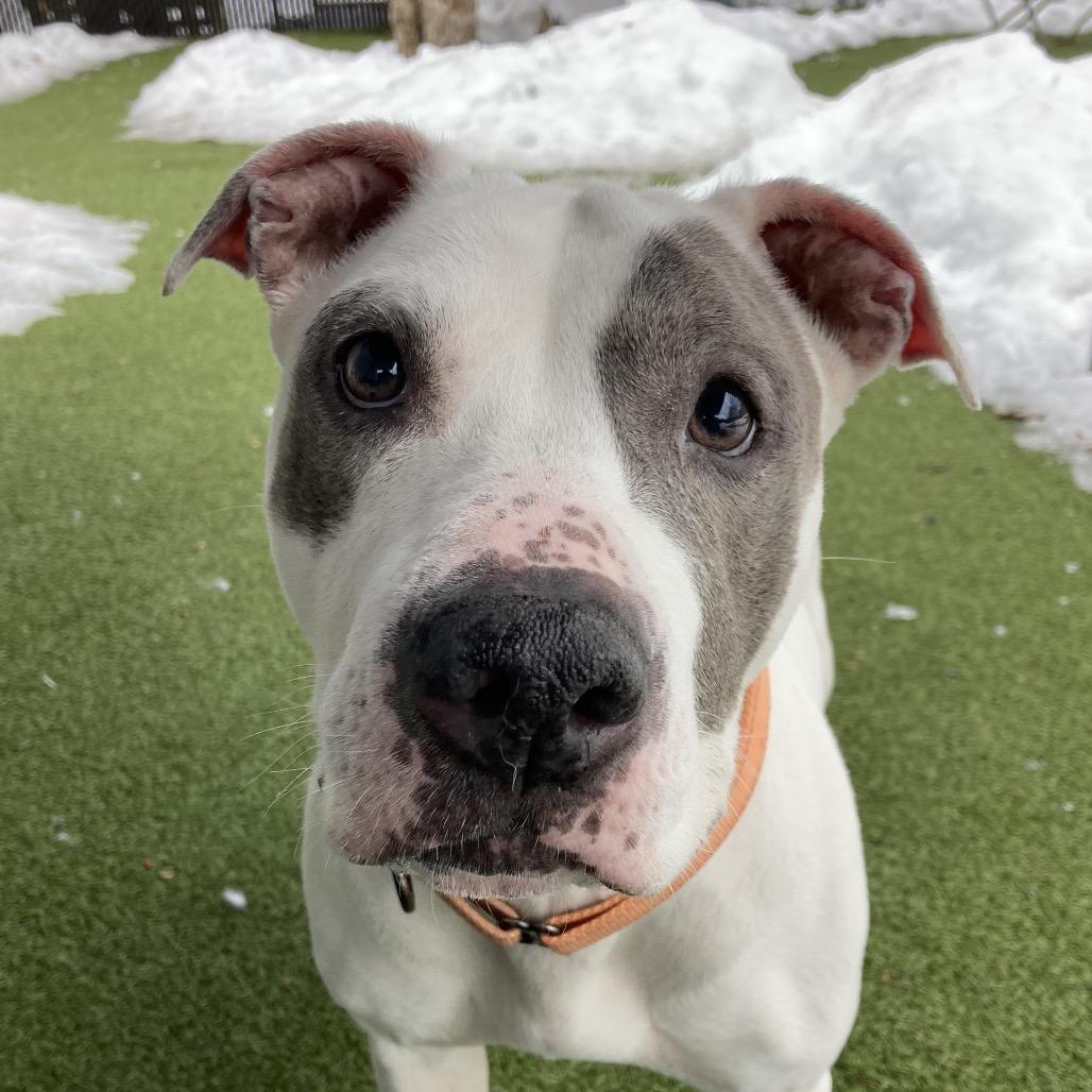 Enlarge Icy, a Adoptable Pit Bull Terrier in Providence, RI image 6/6