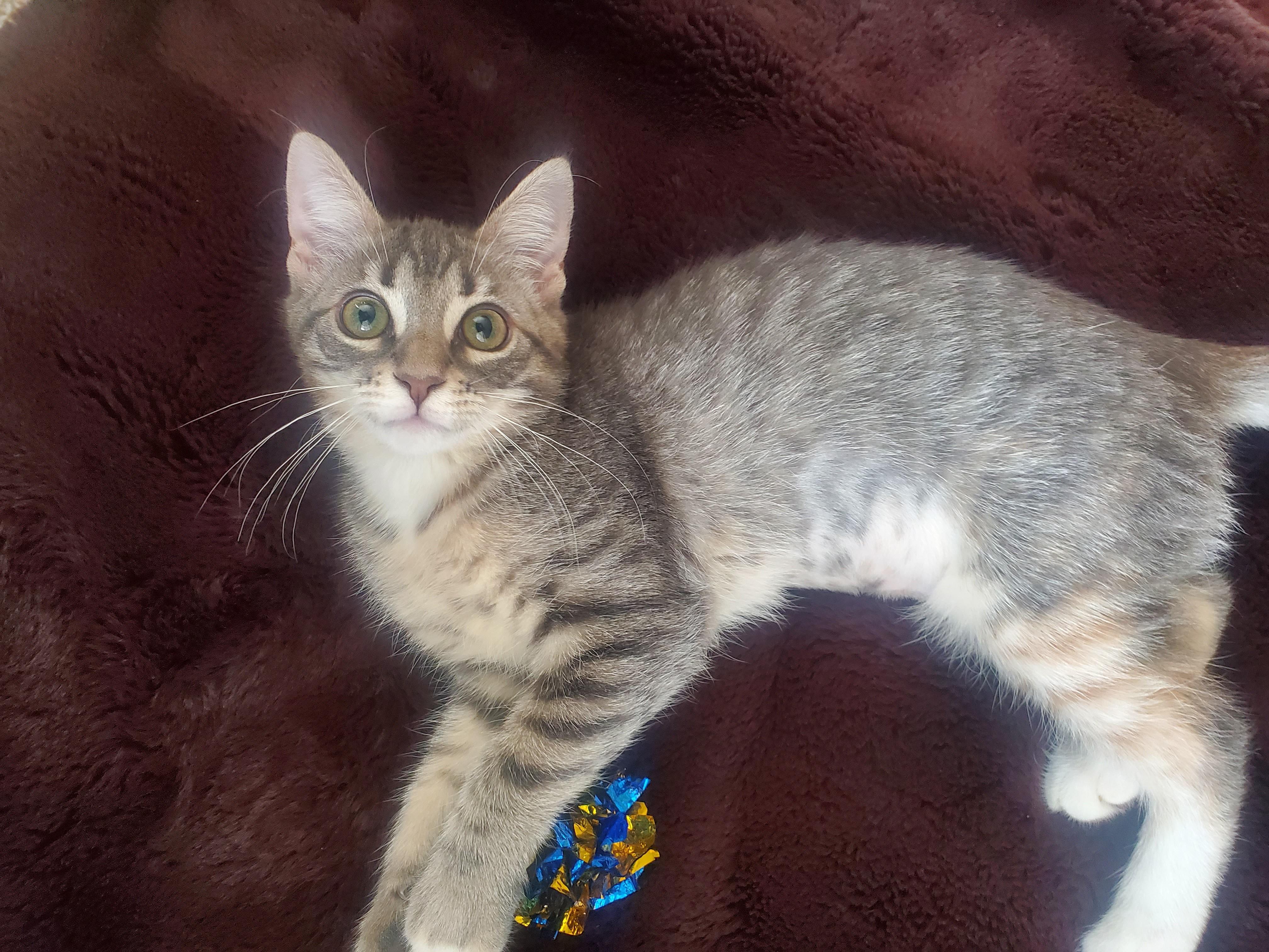 Enlarge Gris, a Adoptable Domestic Short Hair in Windsor Locks, CT image 2/6