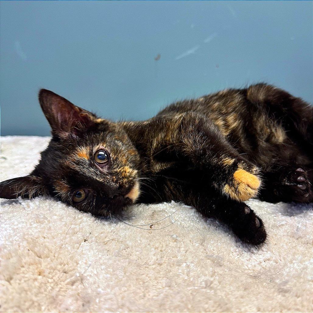 Poppywhisk, Adoptable, Kitten Female Domestic Short Hair.