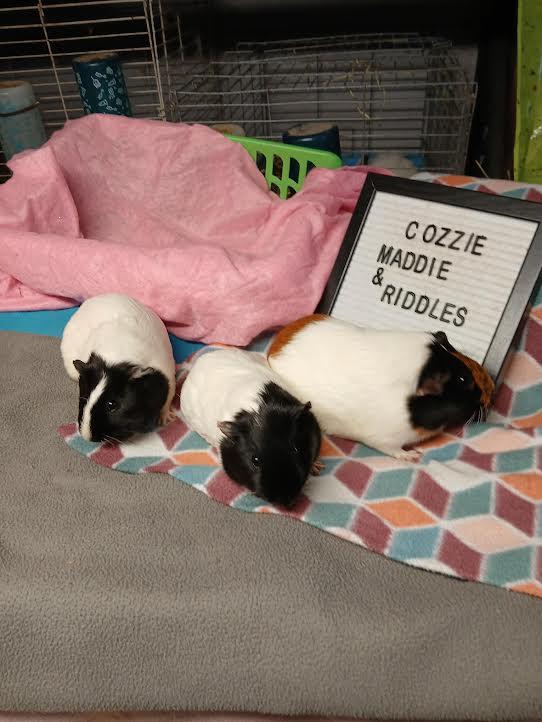 Enlarge Maddie, Cozzie and Riddles, a Adoptable Short-Haired in Dearborn, MO image 2/5