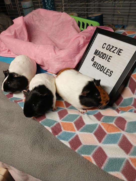 Enlarge Maddie, Cozzie and Riddles, a Adoptable Short-Haired in Dearborn, MO image 3/5