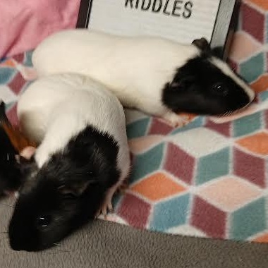 Enlarge Cozzie and Riddles, a Adoptable Short-Haired in Dearborn, MO image 5/5