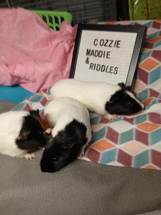Enlarge Maddie, Cozzie and Riddles, a Adoptable Short-Haired in Dearborn, MO image 4/5
