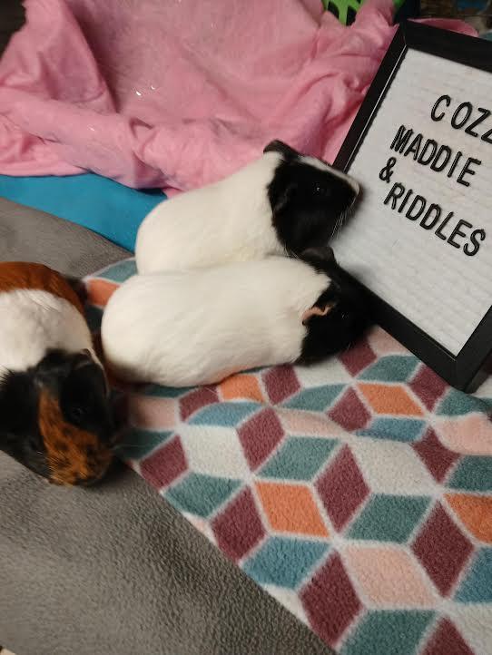 Enlarge Maddie, Cozzie and Riddles, a Adoptable Short-Haired in Dearborn, MO image 1/5