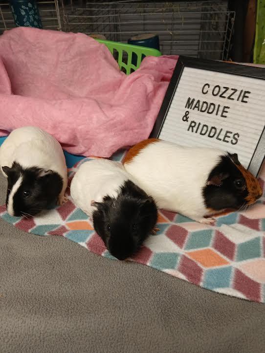 Enlarge Maddie, Cozzie and Riddles, a Adoptable Short-Haired in Dearborn, MO image 5/5