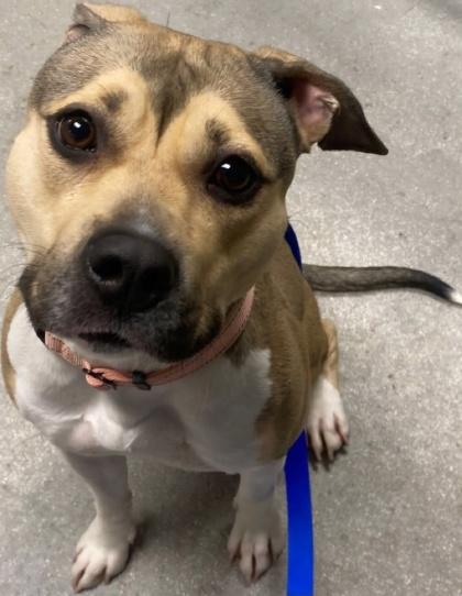 Honeybun, a Adoptable Mixed Breed in Clementon, NJ image 1/2