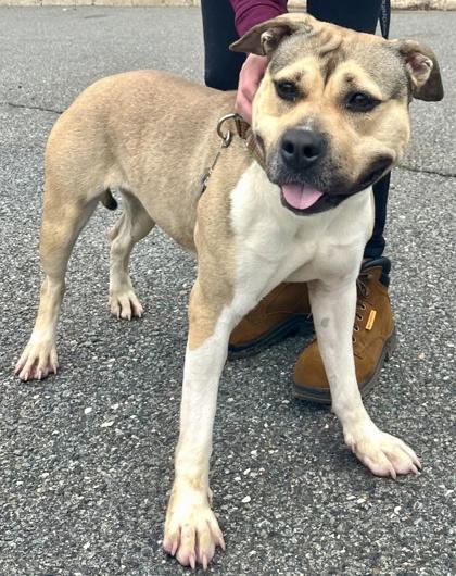 Honeybun, a Adoptable Mixed Breed in Clementon, NJ image 2/2